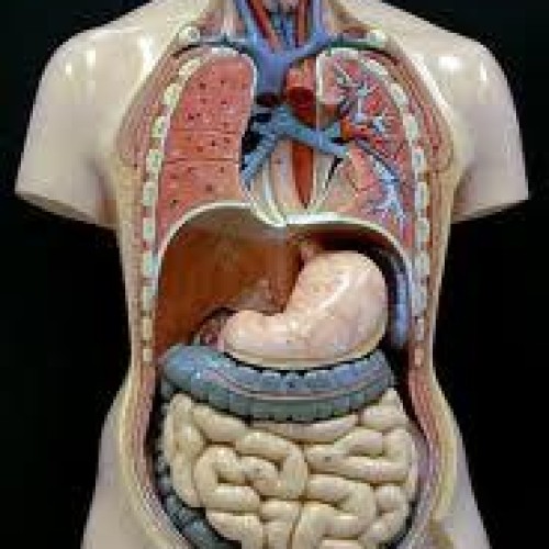 Anatomy model